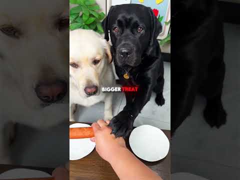 The black dog was so hungry🥺