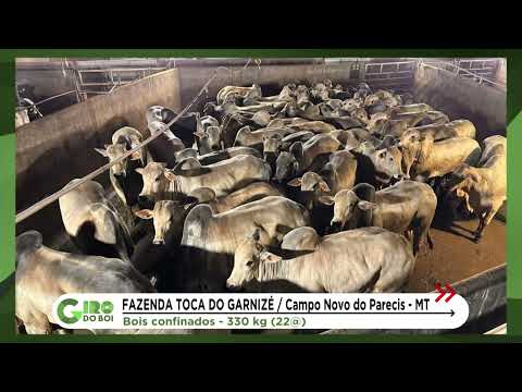 CAMPO NOVO DOS PARECIS: BOIADA DE ZERO DENTES CHEGA A 22 ARROBAS EM MT