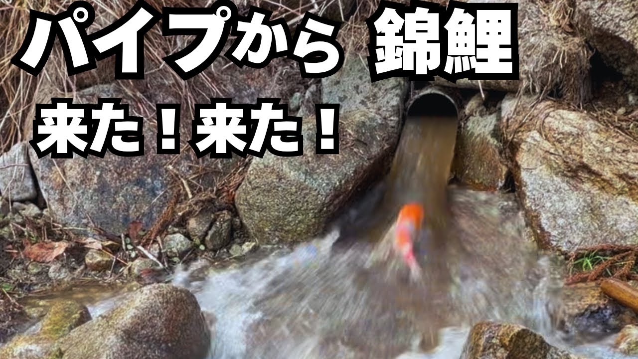 伝説のパイプから錦鯉#koi #アクアリウム 