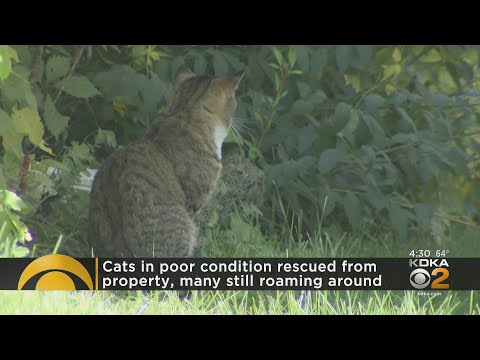 Nearly 50 cats and kittens rescued from Jeannette home
