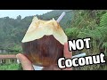 Toddy Palm - Weird Fruit Explorer in Malaysia Ep. 49