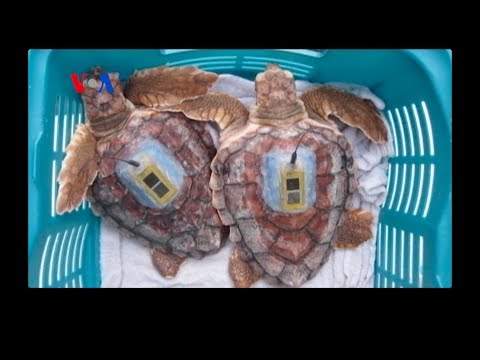 Sea Turtles' 'Lost Years' Uncovered (VOA On Assignment...