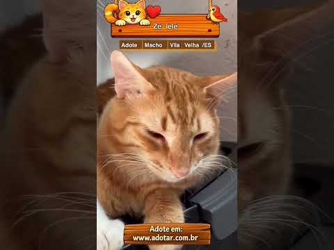 Vídeo de Zé lelé