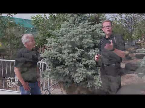 How to Prune Spruce Trees!