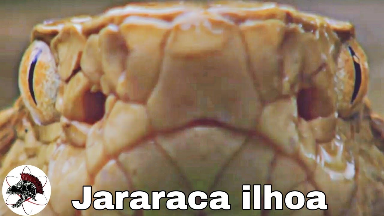 Jararaca ilhoa brasileira Bothrops insularis | Biólogo das Serpentes | Biólogo Henrique