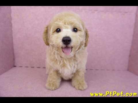 08/14泰迪比熊公幼犬3號(高雄新興)