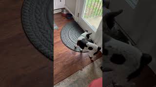 Video preview image #1 Mutt Puppy For Sale in Garden City, NY, USA