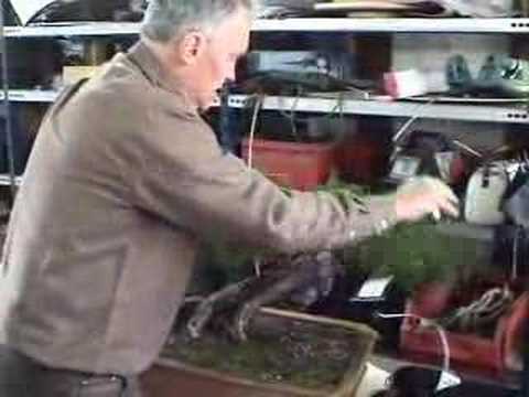 Gebirgslärche - Bonsai Workshop Walter Pall