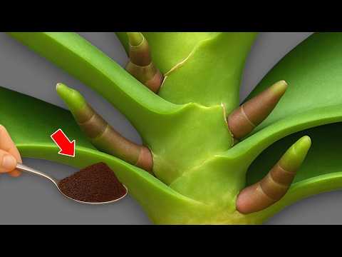 Pour 1 Cup per week! Orchids create new roots and flowers immediately