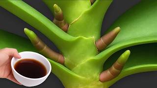 Pour 1 Cup per week! Orchids create new roots and flowers immediately