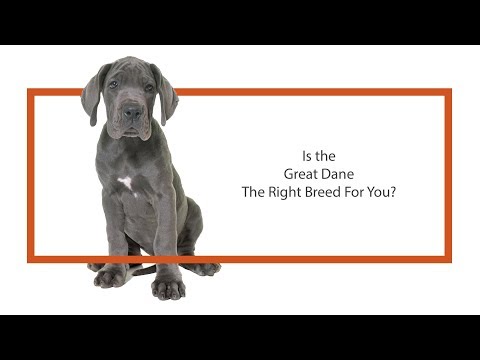 Great Dane Breed Video
