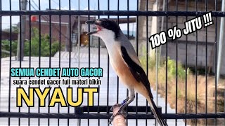 Download lagu burung cendet gacor ISIAN JITU buat PANCINGAN CENDET AGAR BUNYI bikin BURUNG PENTET GACOR EMOSI mp3