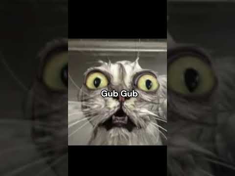 You Messed With my Gang 😡😡 #cat #funny #memes