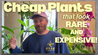 5 Cheap Houseplants That Look Expensive (Best Value House Plants)