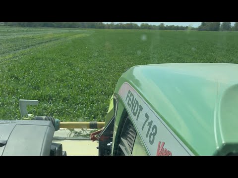 Mowing triticale 2023