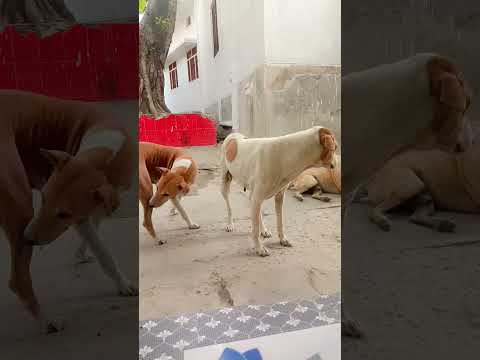 kutta wafadar Janwar hota Hai 🐈‍⬛🐈🐕‍🦺🦮🐕🐈‍⬛🐈