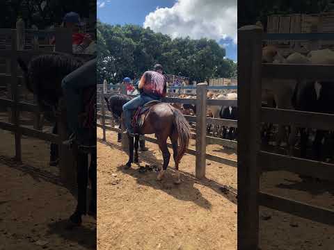Feira do gado de São Sebastião-Alagoas 26/07/2026 #nordeste #alagoas #viral #shorts #fyp #viralvideo