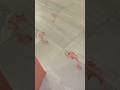 Dad Finds Bloody Footsteps Inside Dream Home Shorts