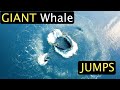 GIANT Whale Jumps TOP 60 Whale Encounters