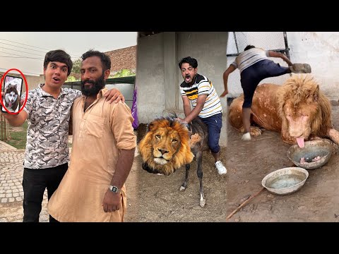 Mamu Ny Lion Pr Ride Kr Li 😱 Browni Zinda Ha Pata Chal Gea 😍