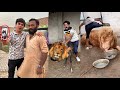 Mamu Ny Lion Pr Ride Kr Li Browni Zinda Ha Pata Chal Gea