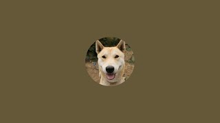#ライブ#柴犬#縄文柴犬#犬のいる暮らし#癒し＃猫のいる暮らし