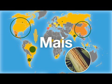 Corn feeds the world