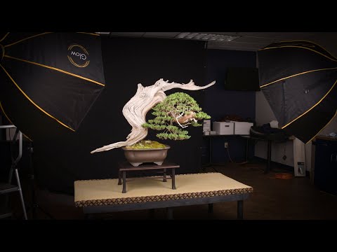 US National Bonsai Exhibition | Part Two