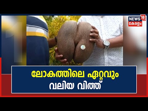 ഈ വിത്ത് കൈയിൽ കൊണ്ട് നടക്കണമെങ്കിൽ ലൈസൻസ് വേണം; Coco de mer എന്നാണ് ഈ താരത്തിന്റെ പേര്