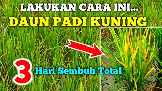 Download lagu DAUN PADI KUNING KEMERAHAN SEMBUH TOTAL Lakukan cara ini mp3 Download lagu DAUN PADI KUNING KEMERAHAN SEMBUH TOTAL Lakukan cara ini mp3