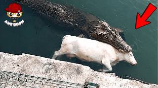 Most BRUTAL ANIMAL ATTACKS Caught on Camera! #5.