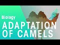 Adaptations Of Camels | Ecology & Environment | Biology | FuseSchool