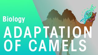 Adaptations of Camels | Biology for All | FuseSchool
