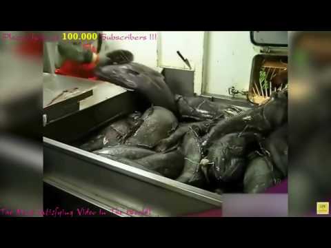 FAST WORKERS SUPER HUMAN LEVEL - Amazing Workers Crazy 2017 EPIC!