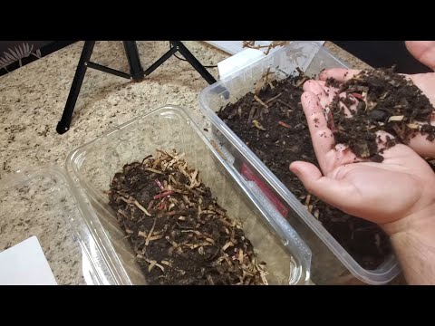 Mini bin 2nd Update, Worm Count // 2do Reporte Mini Recipiente, Conteo Gusanos