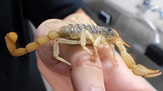 Dangerous if Stung. Eating a Poisonous Scorpion!
