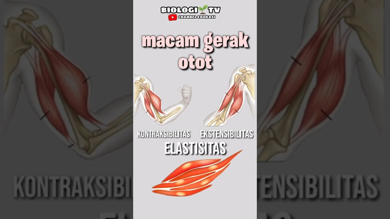 muscle movement #biology #utbk #science