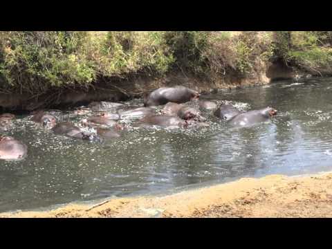 Serengeti:  more splashing hippos