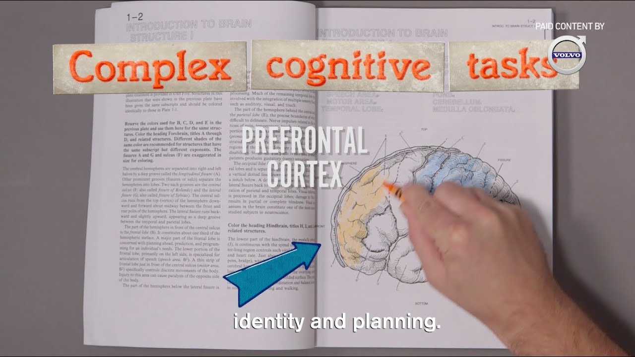 A Lot Happens in Your Brain During a Simple Decision I Paid Content by Volvo
