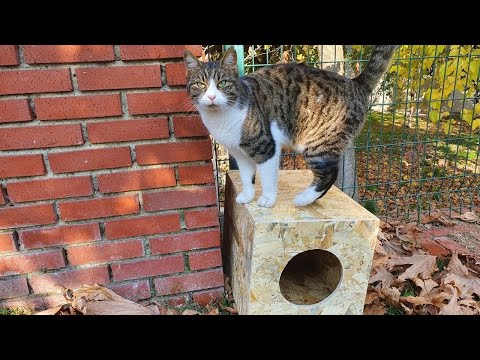 Cats in the park got their first house (Thank you Edward Sibley)