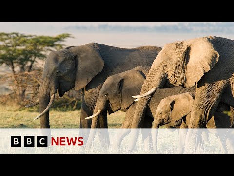 Video | Can tech help to combat the illegal trade in elephant ivory? | BBC News