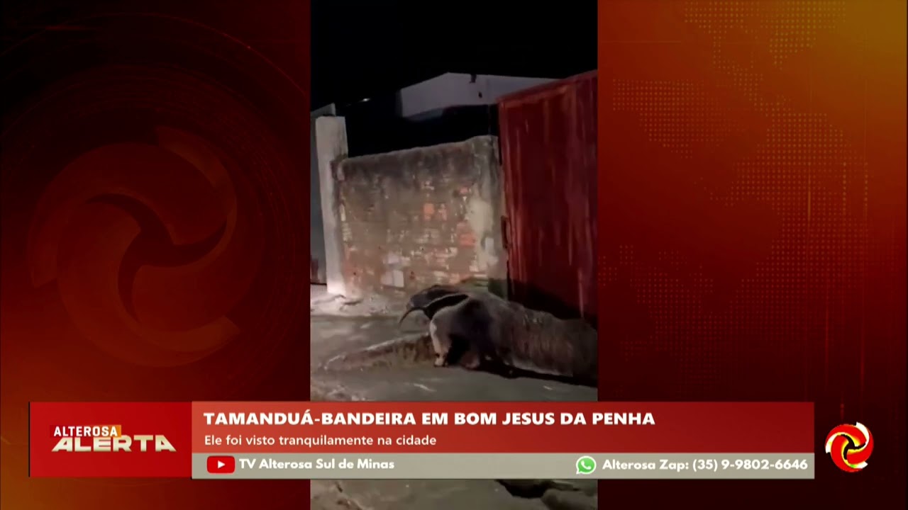 Tamanduá-bandeira também é flagrado em Bom Jesus da Penha