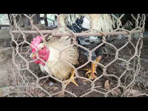 Hai Con Gà Trống Có Bộ Lông Rất Đẹp || Galos com penas muito bonitas || GĐMV
