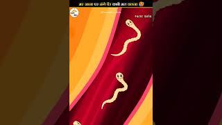 What is a hookworm