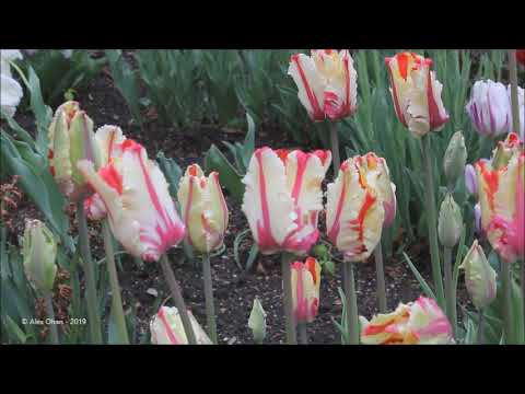 The Most Beautiful Tulip Gardens in The World