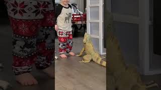 Toddler is hugging pet iguana!