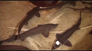 25 тонн товарной рыбы выращено в первом квартале этого года