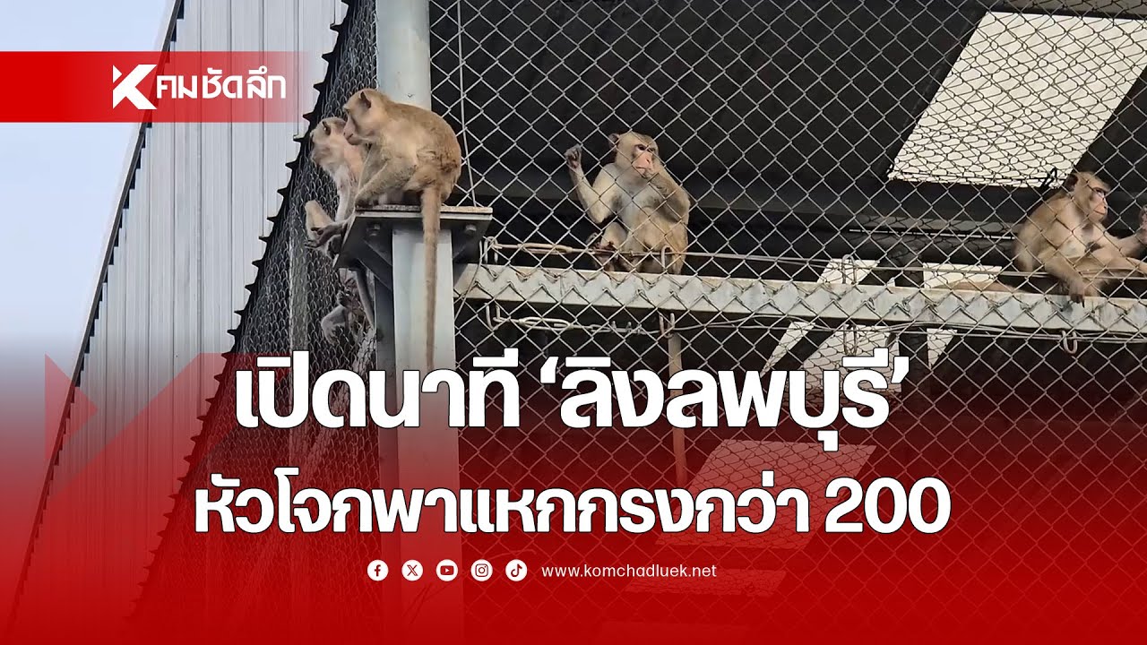 เปิดนาที 'ลิงลพบุรี' หัวโจกพาแหกกรงกว่า 200