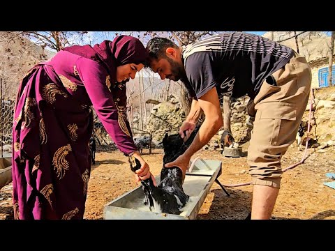 Salahadin in RAZ | Helping Grandparents, Treating the Sheep & A Day of Family Unity 🐑🌿