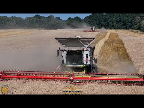 Zusammen schaffen wir ha am Tag Getreide - Roggen Dreschen 2 Mähdrescher Claas 8800 Lexion 13.80m 